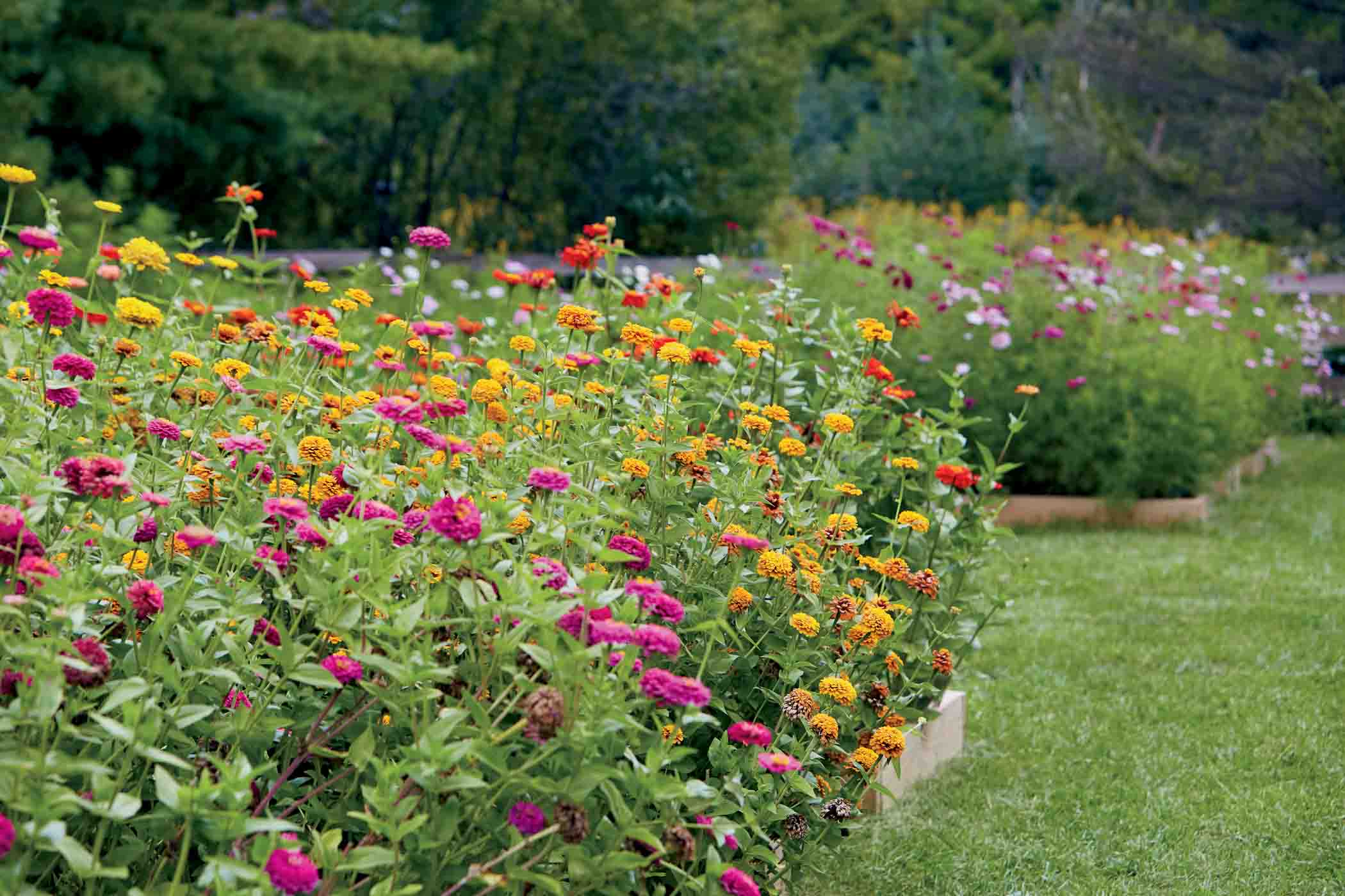 48 Bc2023 04 002 Lush Varieties Of Flowers Awaiting To Be Picked At Barrington's Beautiful Pick Your Own Flower Farm, Little Ducky Farm