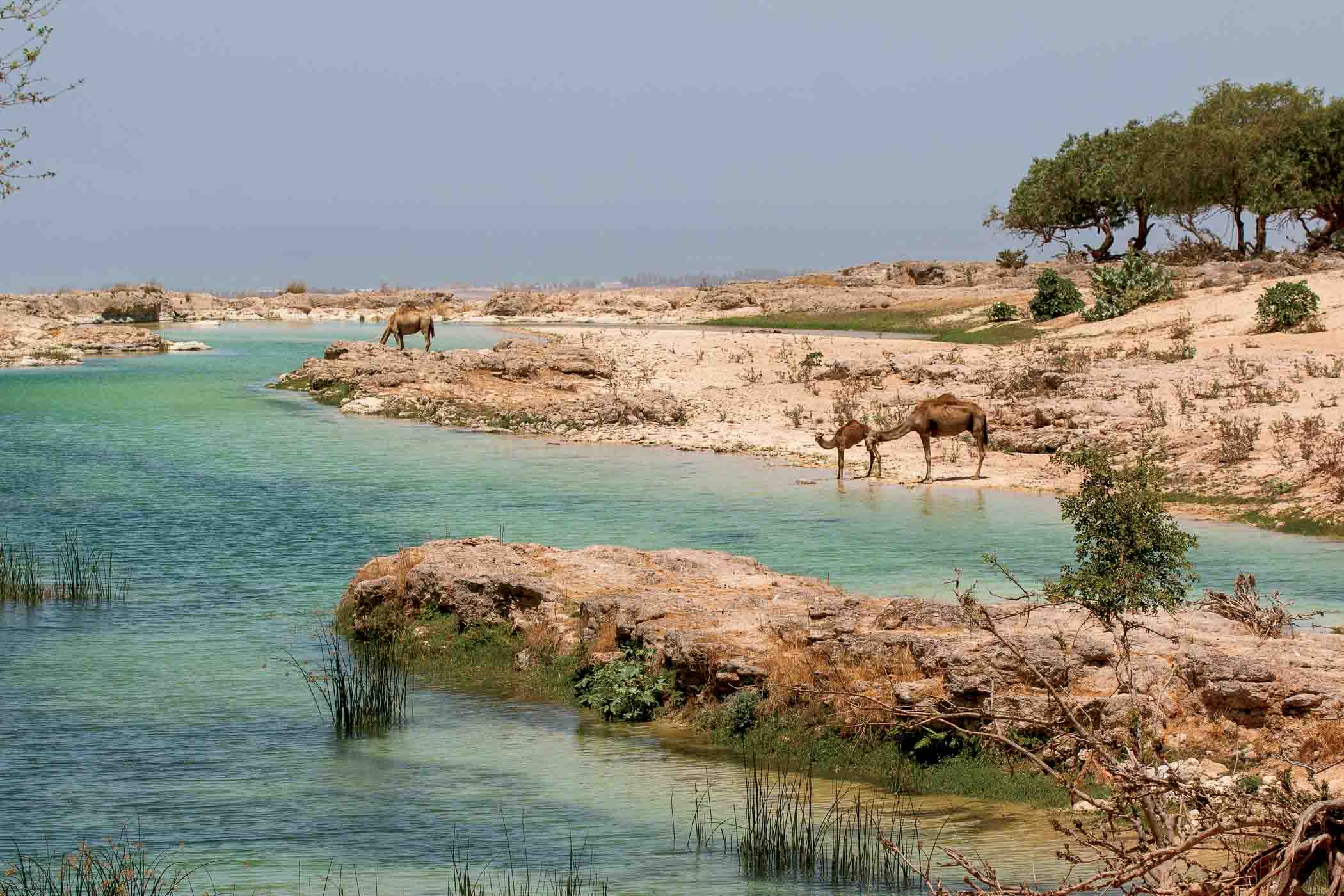 Camels At The Beach In Salalah, Oman