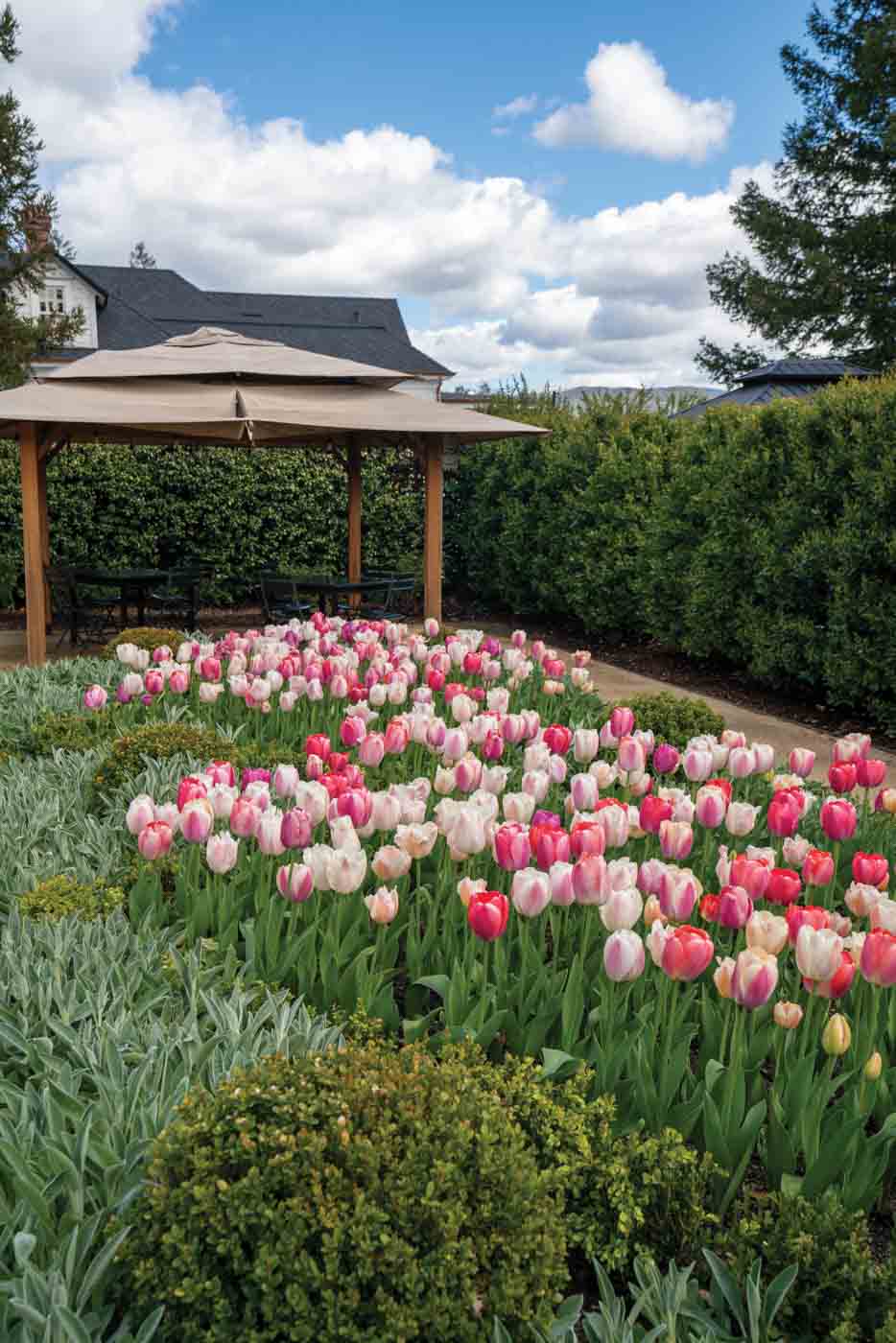 68 Tulip Beds At Elizabeth Spencer Winery