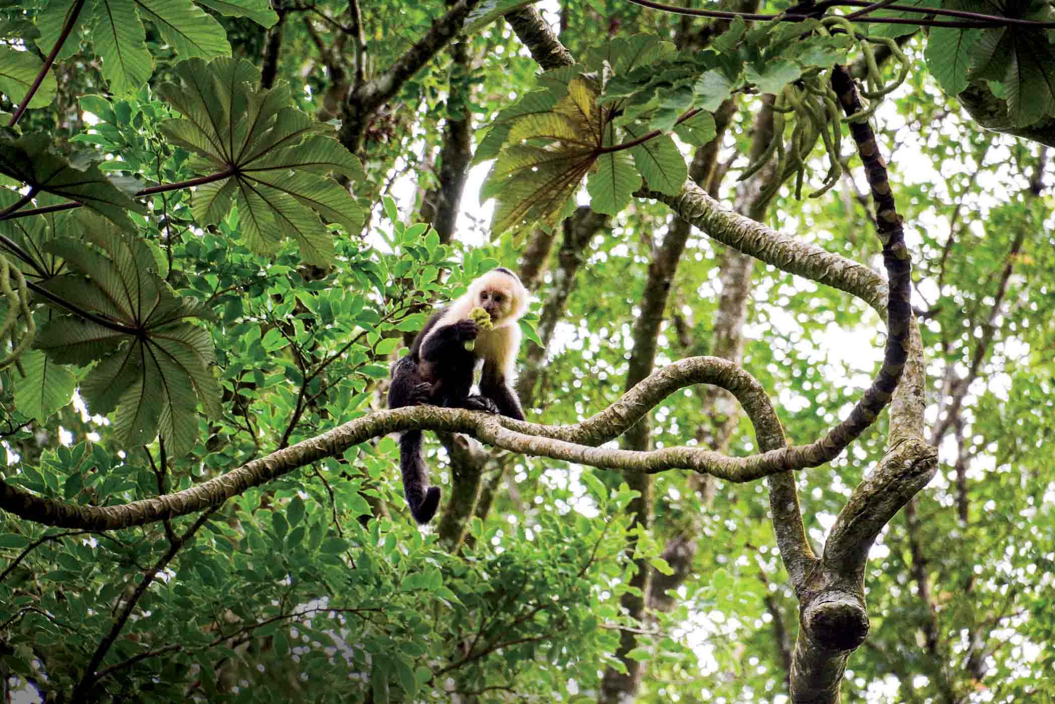 White Faced Monkey On Branch