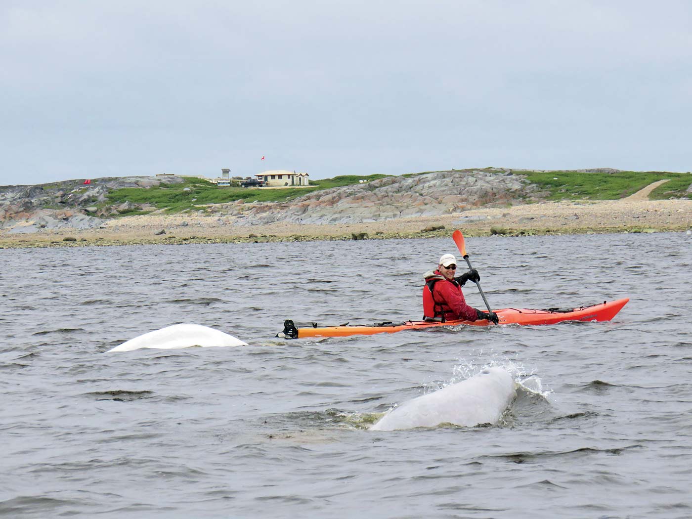 48 Fb2024 02 052 Kayaking With Beluga Whales In Churchill, Manitoba