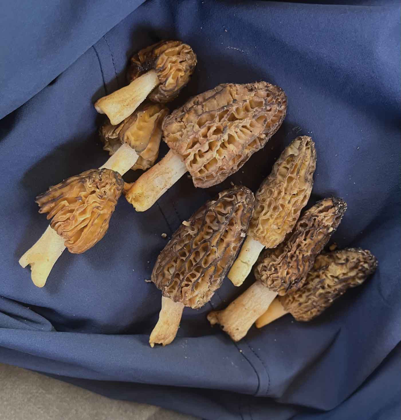 22 Morel Truffles