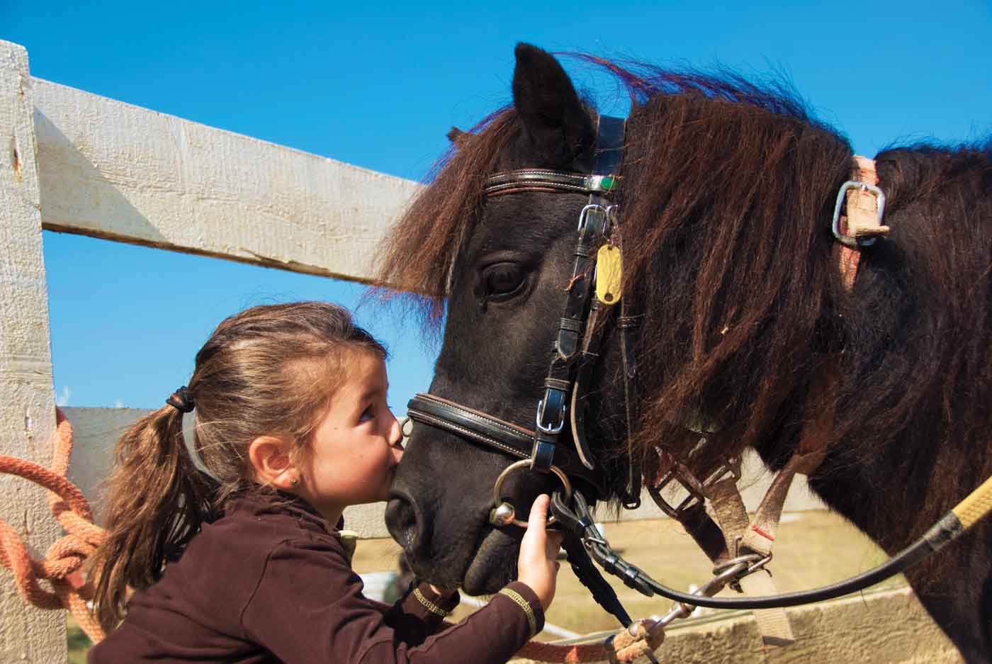 Portrait Of A Little Girl Kissing A Black Horse