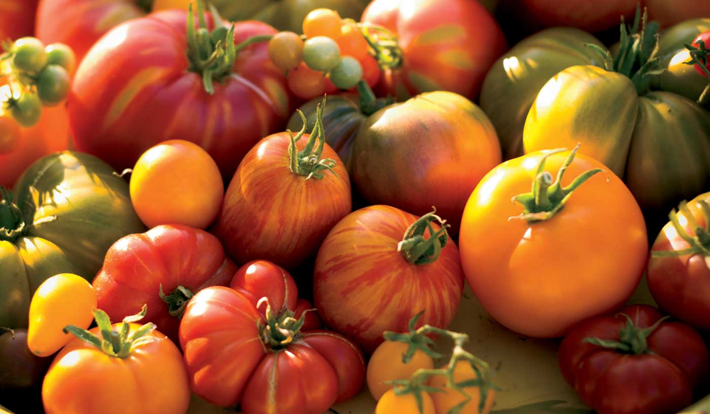 Fresh Heirloom Tomatoes Homegrown Vegetables Background, Farmer's Market Organic Produce