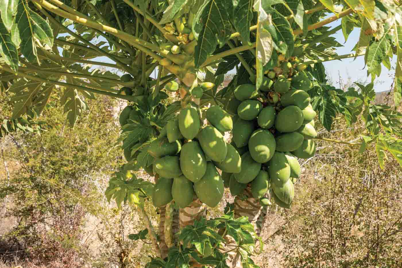 62- Pawpaw Tree At Etosha National Park In Kunene Region, Namibia