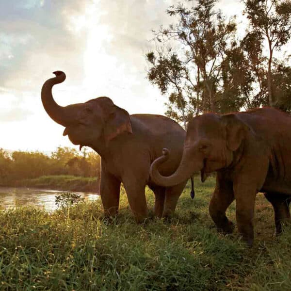 66 Sr2025 01 087 Anantara Golden Triangle Elephant By The River