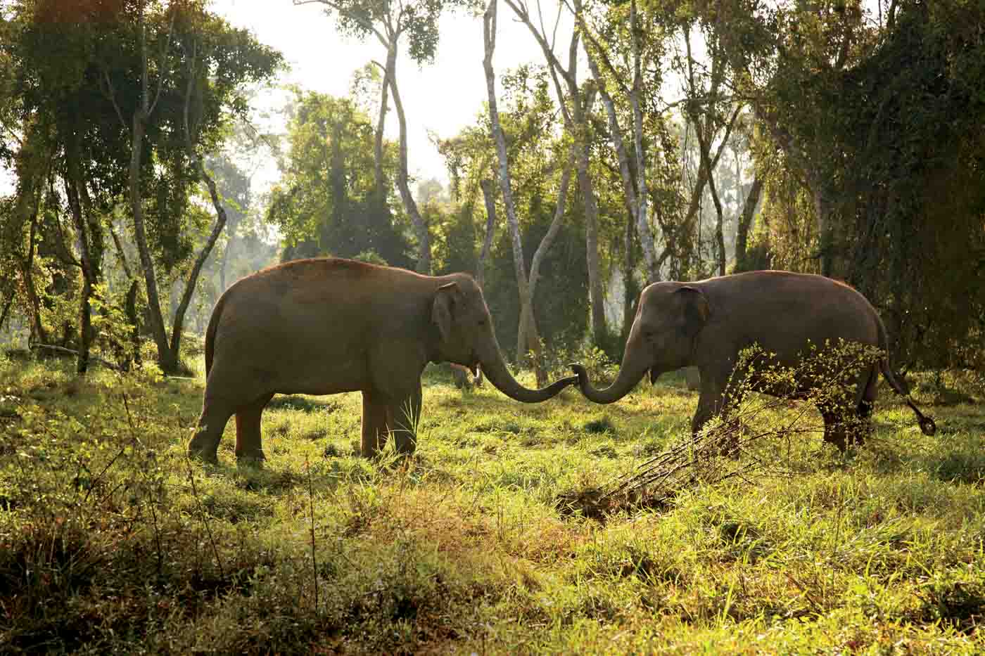 66 Sr2025 01 146 Anantara Golden Triangle Elephants In Their Natural Habitat