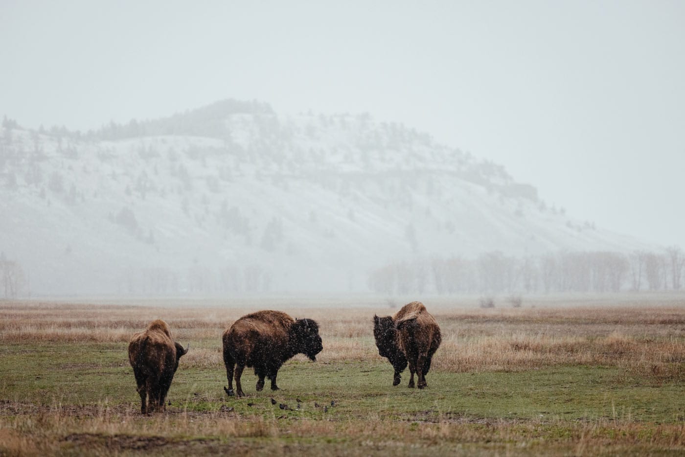 76 Buffalo In Grand Teton National Park. Photography Provided By Amangani Resort, Jackson Hole, Wyoming