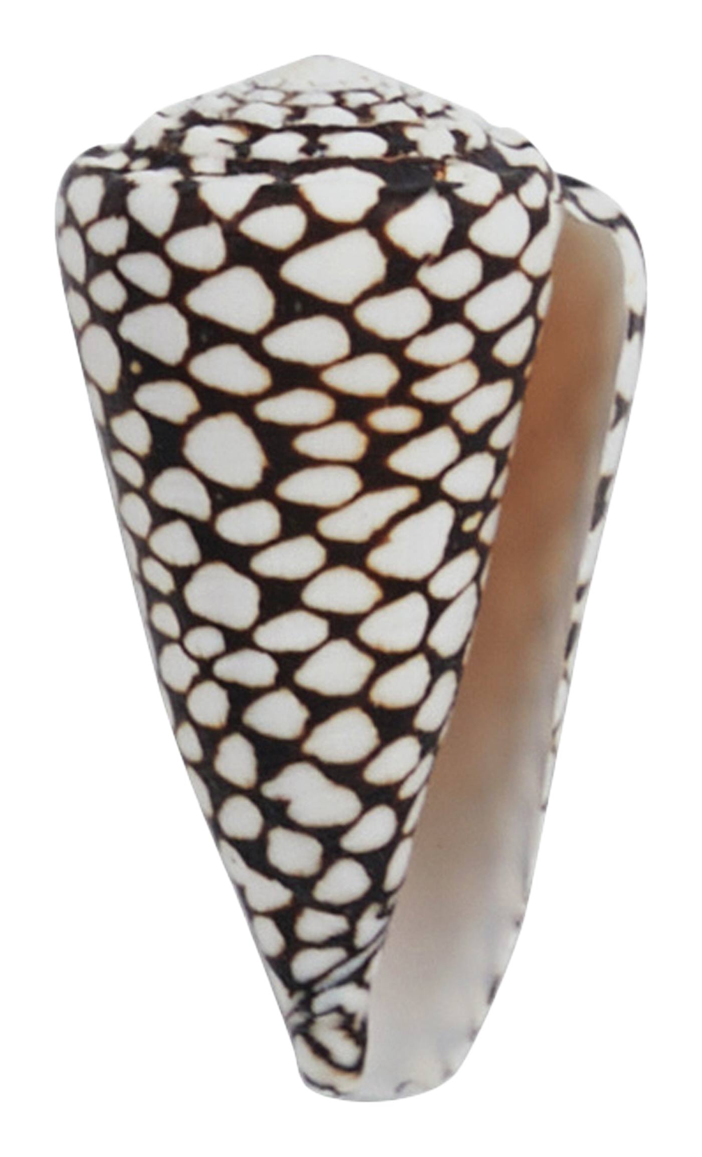 94 Marble Cone Shell, Jaysonhome.com