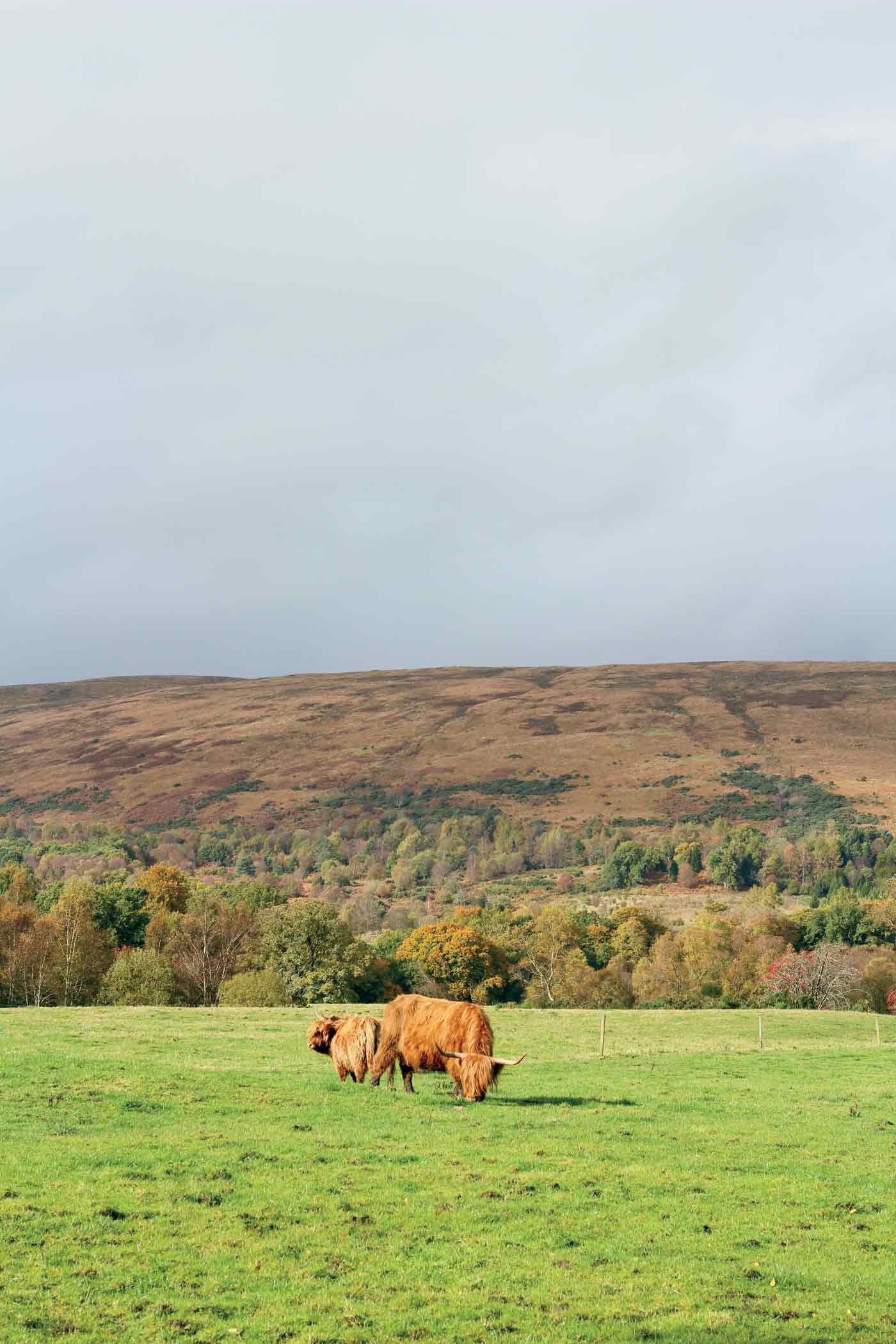 Sr2025 03 105 Scotland's Highland Cattle. Photography By Sydney Lapin