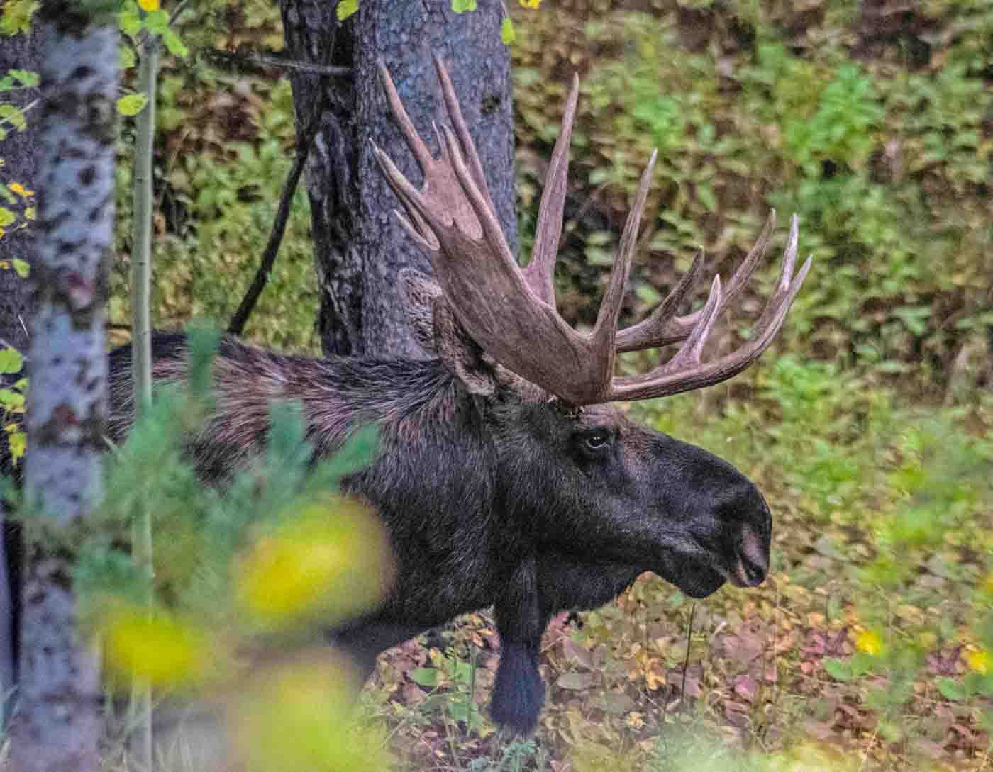 Head Shot Of A Bull Moose Coming Out Of The Woods.
