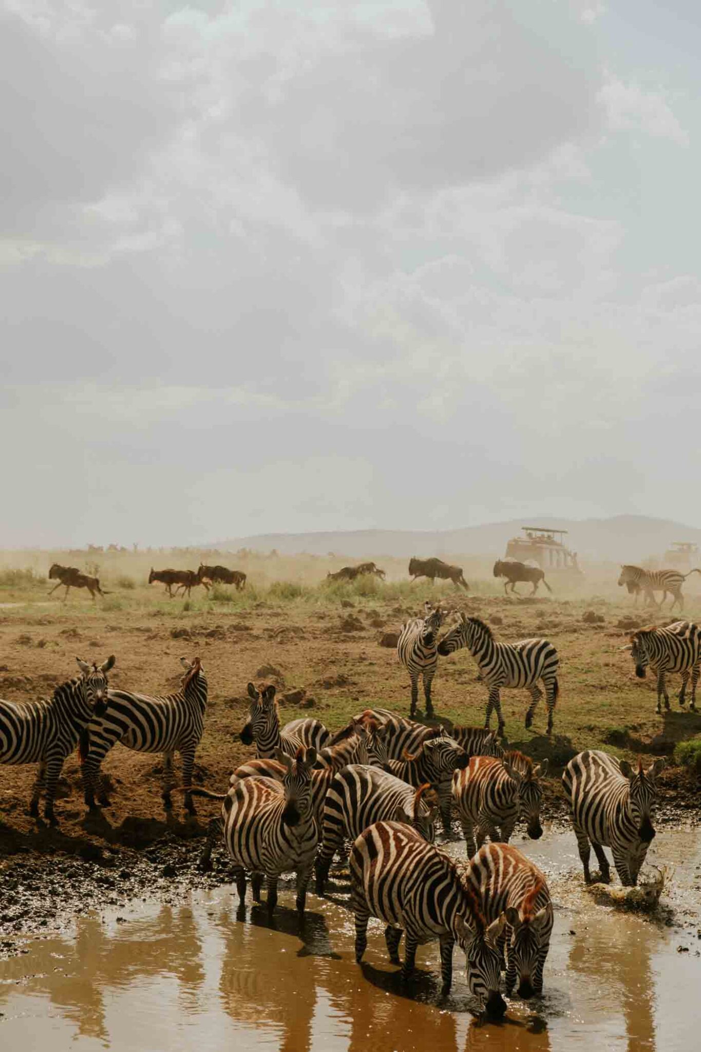 62 Stirrings Of The Great Migration Zebras And Wildebeests In The Serengeti