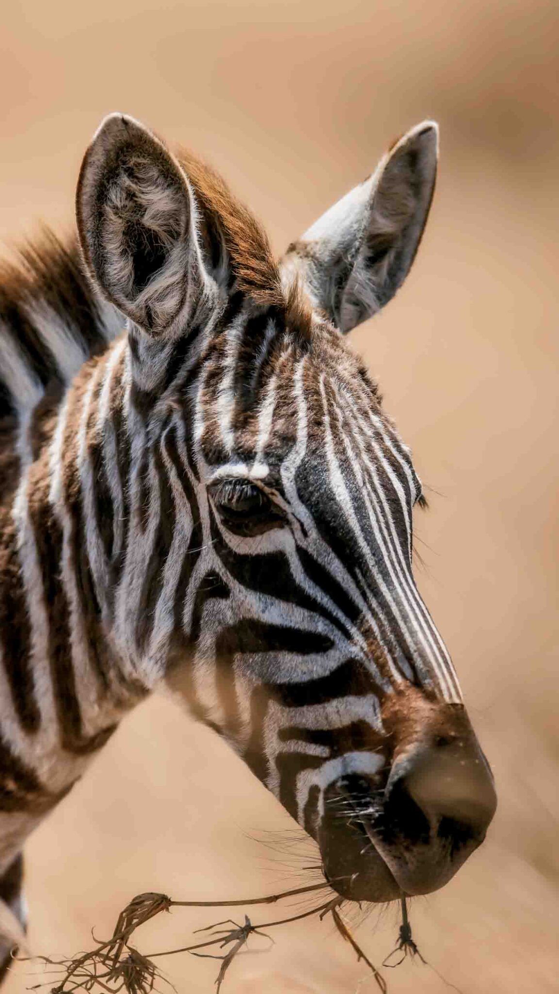 62 Zebra