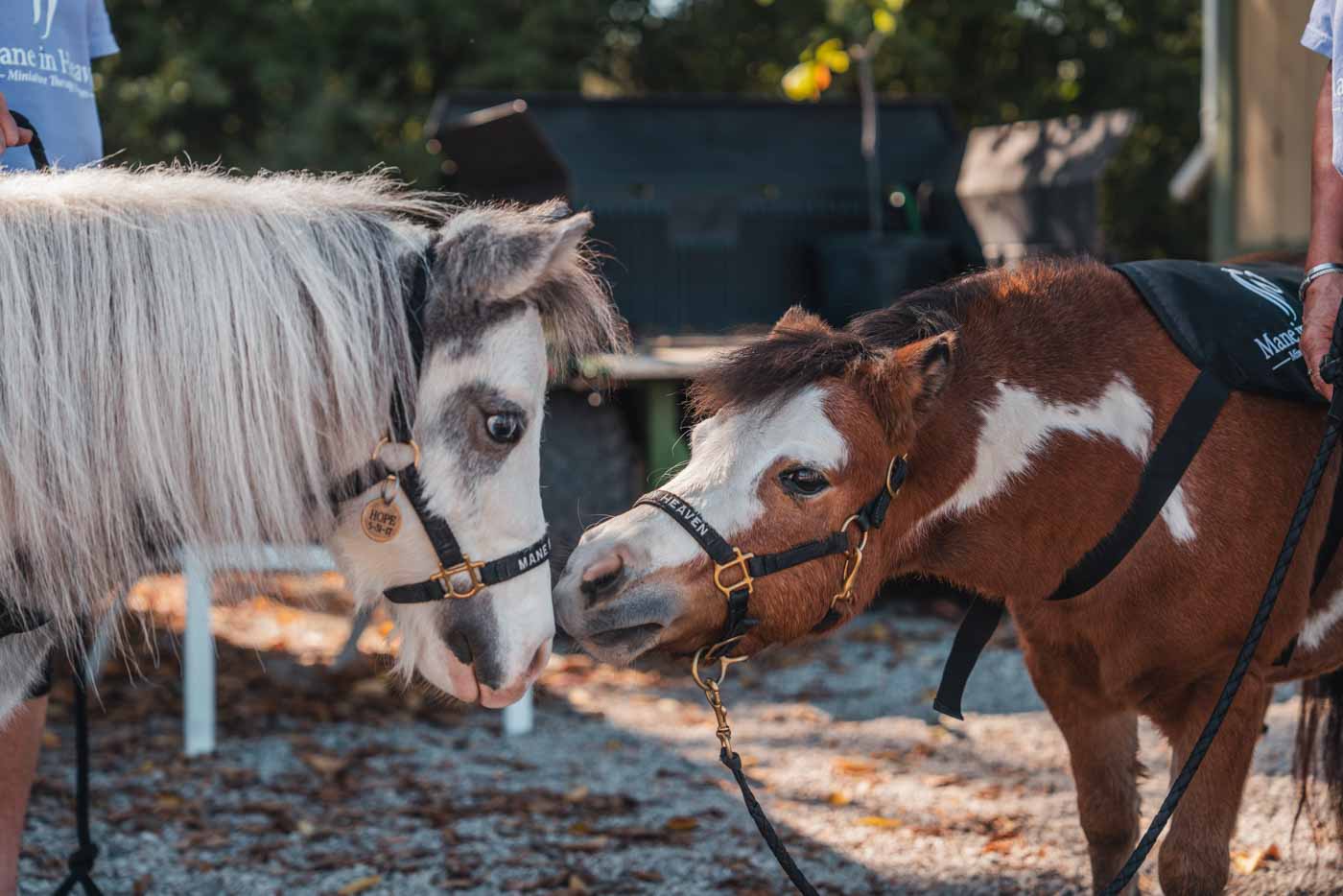 33 Bact Oaktoberfest 2025p101