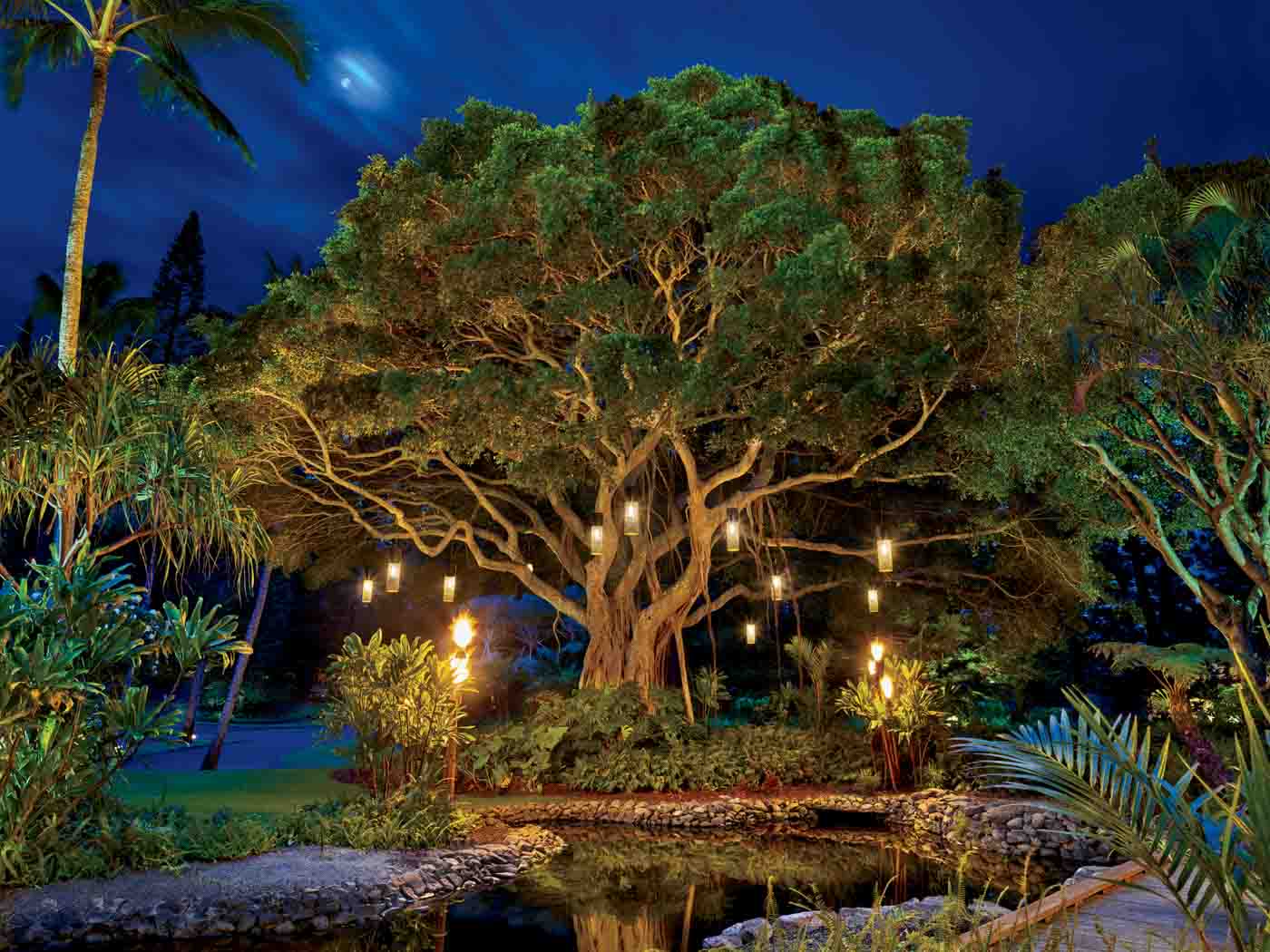 66 Banyan Tree At Entrance