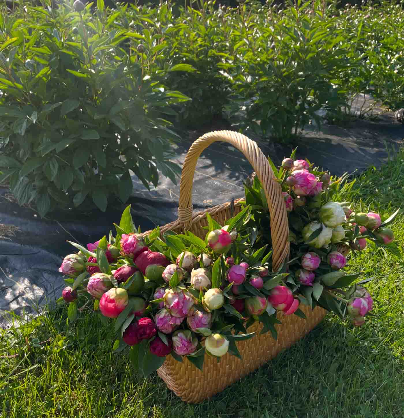 42 5dde9aba 96f9 4479 Be98 Dc6bade212ba