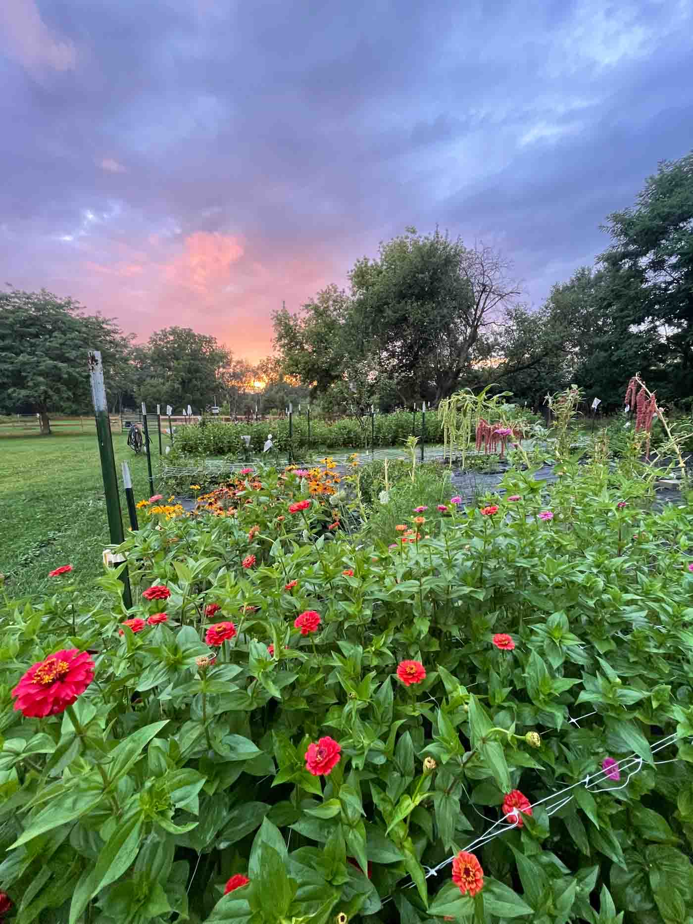Zinnias At Dusk In August
