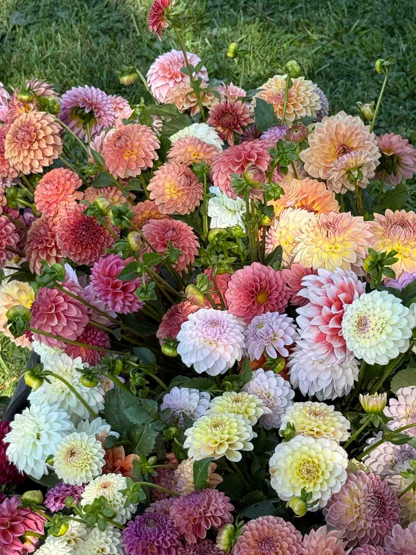 Dahlias Grown At Sweet Es Flowers
