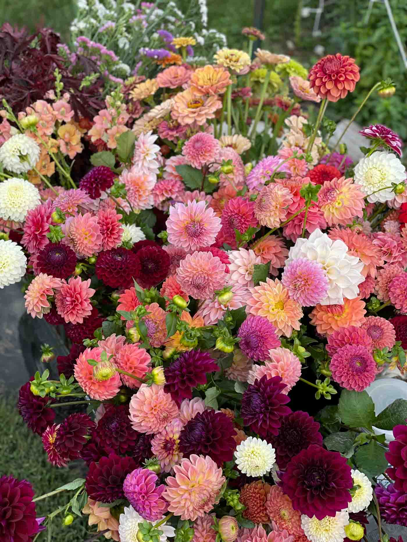 42 Dahlia Flower Harvest