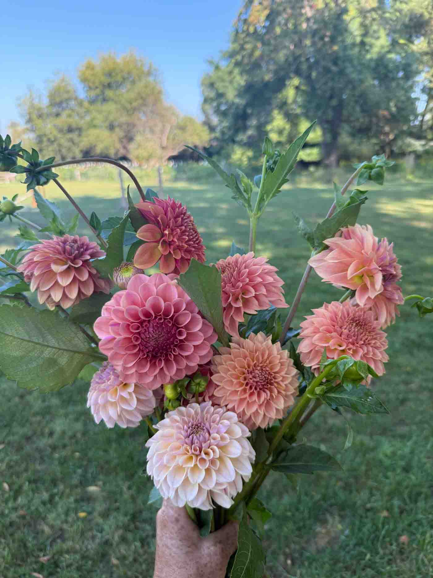 Dahlias Grown At Sweet Es Farm