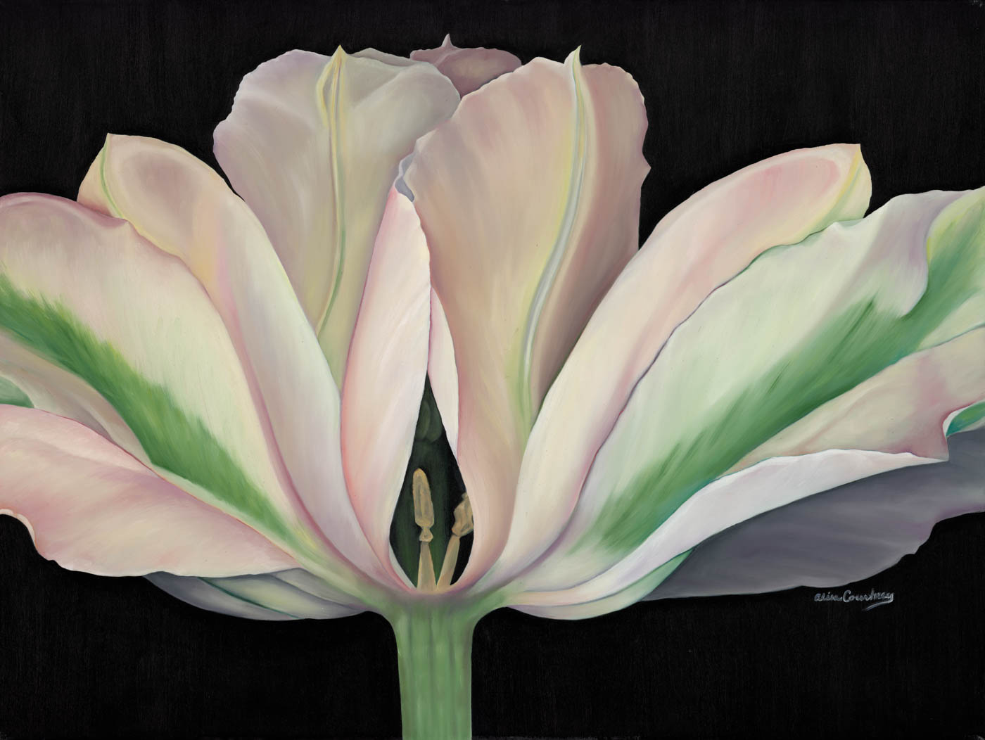 50 White Tulip, 30 X 40, Oil On Canvas