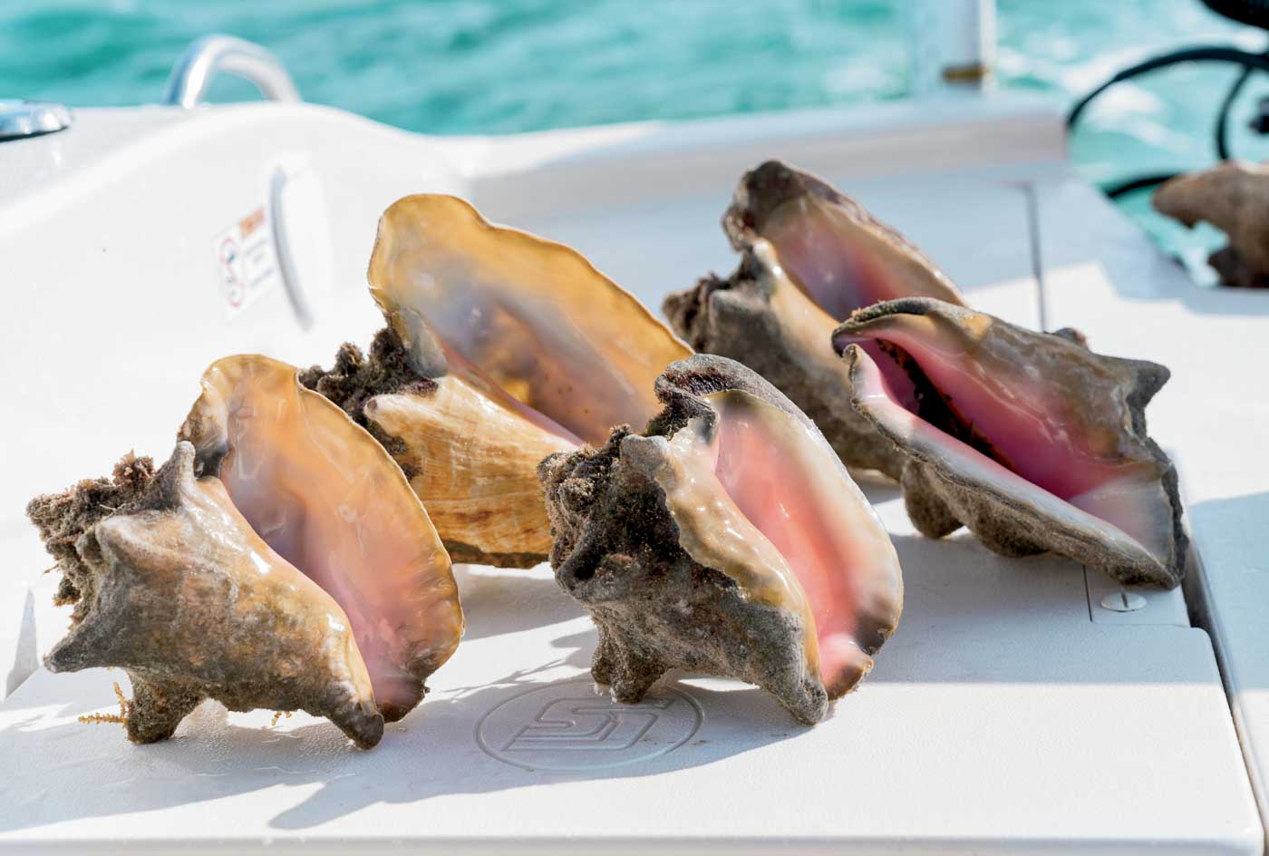 60 Harvested Conch