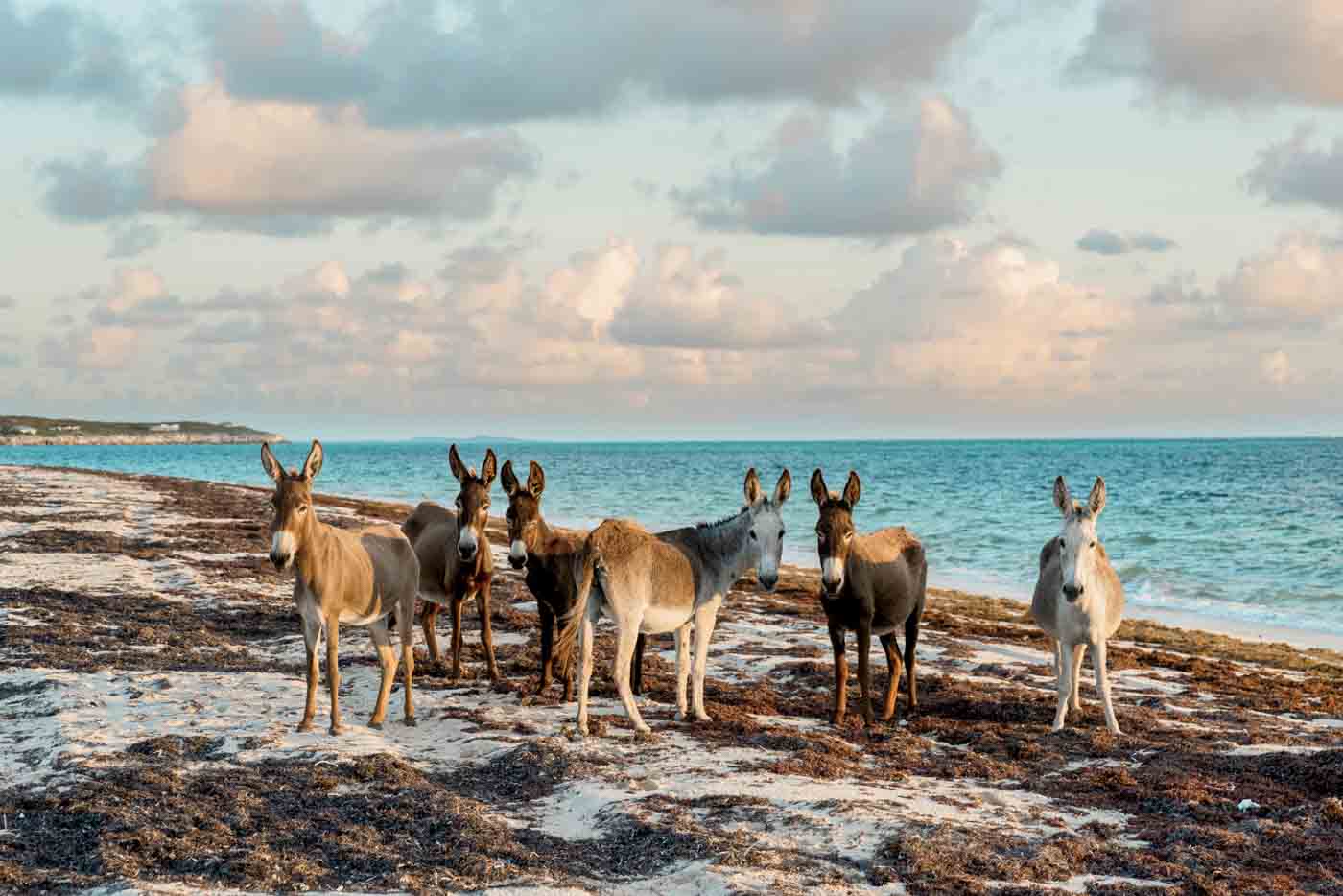 60 South Caicos Donkeys 1