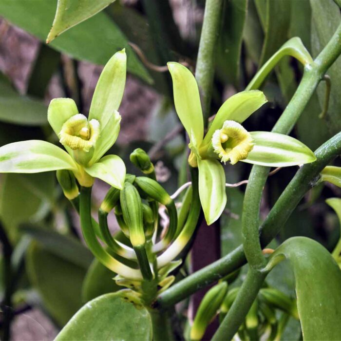 26 Vanilla Planifolia On Display At Chicago Botanic Garden. Photograph By Johanna Hutchins(