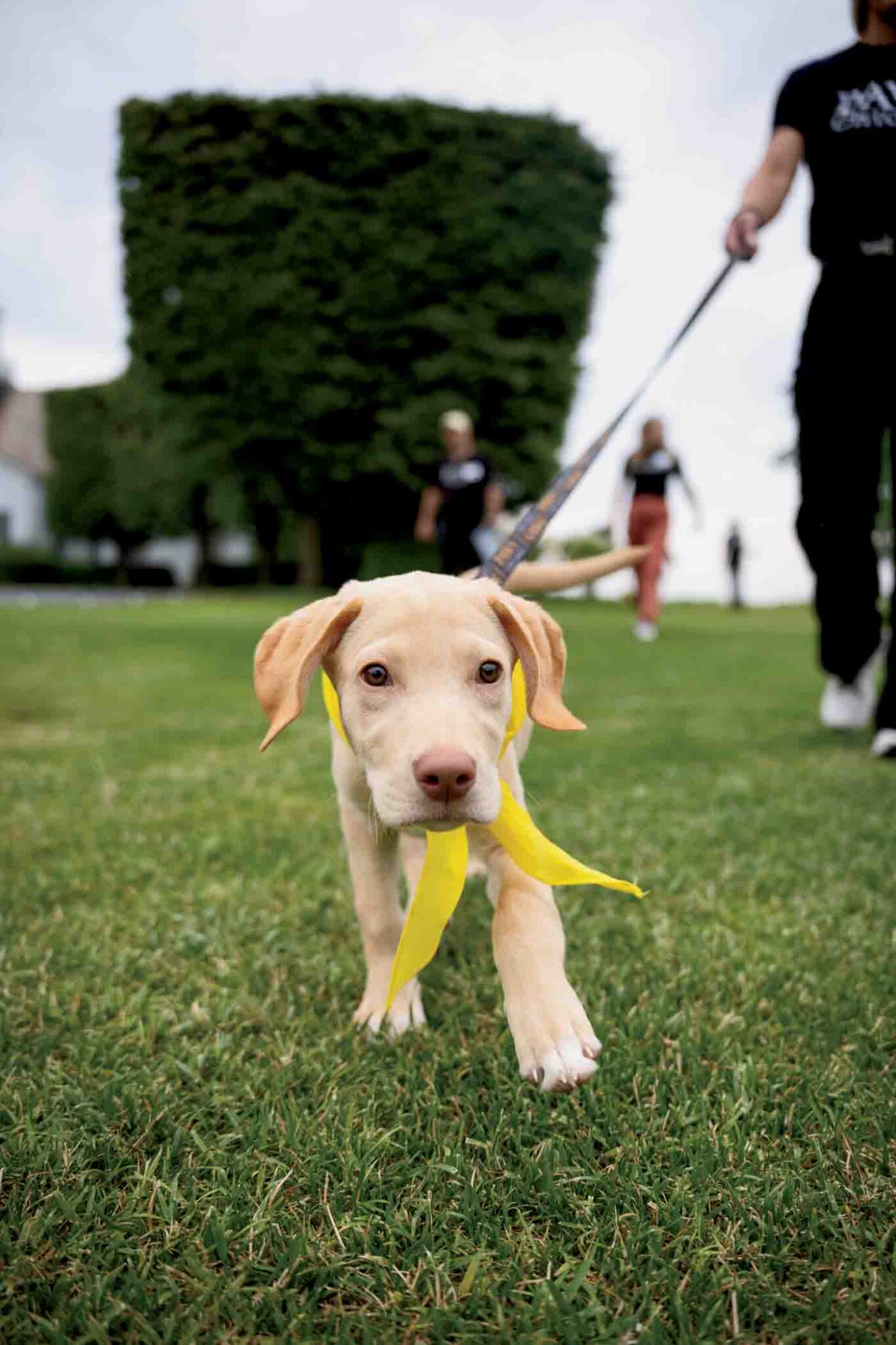 135 5. Adoptable Paws Puppy Doris, Photo By Ellie Fenn Photography