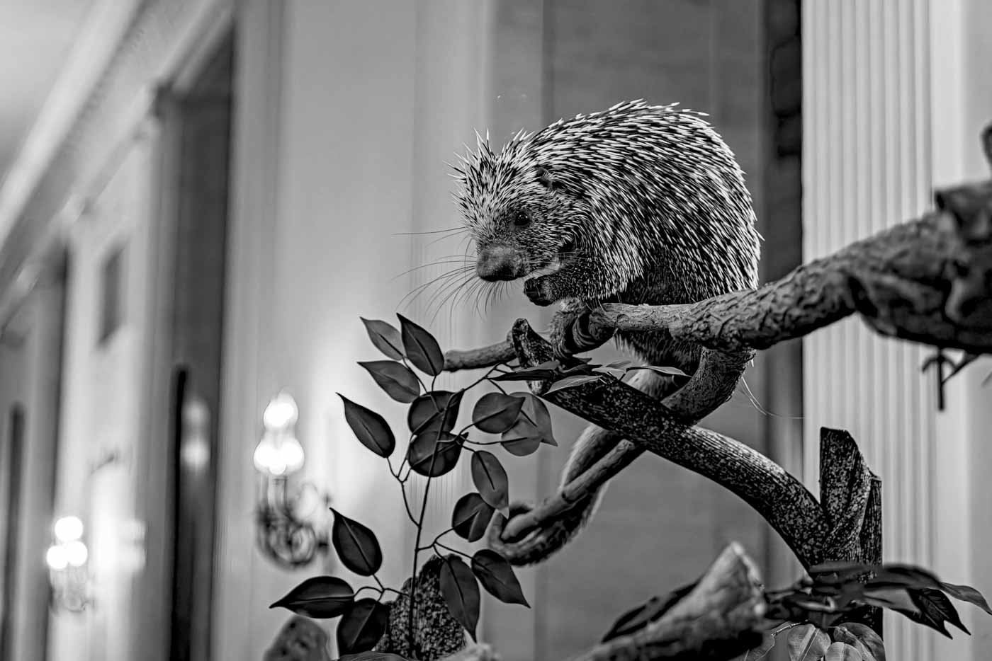 28 Hedgehog