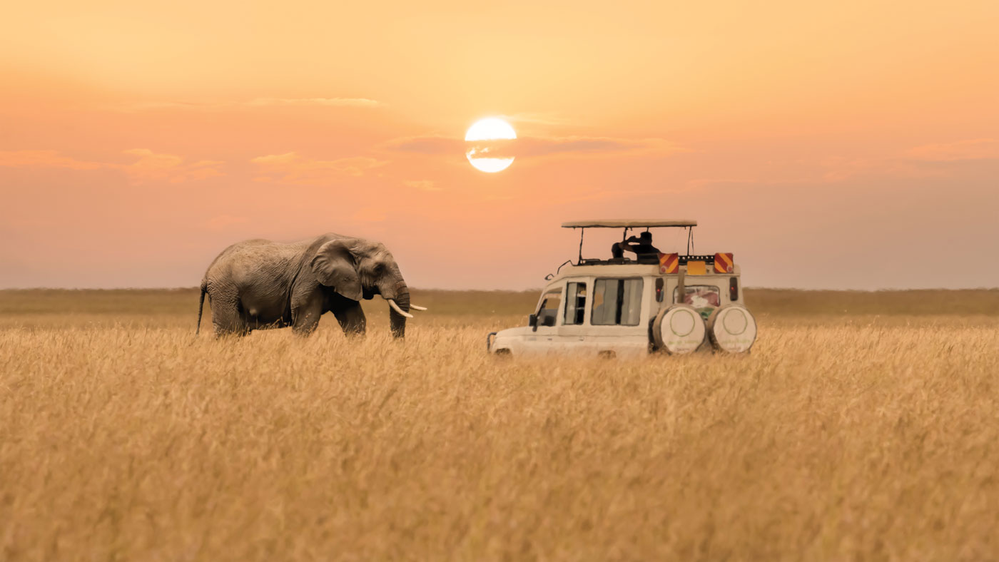 African Elephant Walking With Tourist Car Stop By Watching During Sunset At Masai Mara National Reserve Kenya.