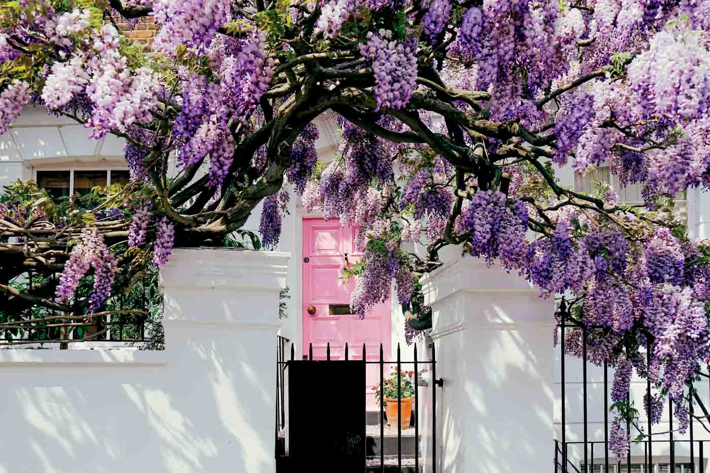 Blossoming Wisteria Tree Covering Up A Facade Of A House In Notting Hill, London