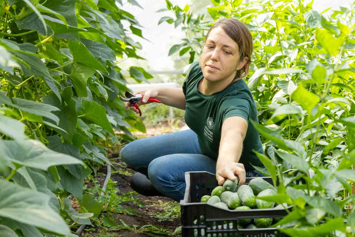 87 A Member Of Windy City Harvest's Apprenticeship Program Harvesting Crops.