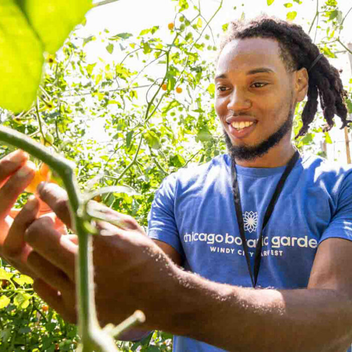 87 Main A Corps Program Participant Harvests Tomatoes At Rodeo Farm, Located In Chicago's Little Village Neighborhood On The West Side.