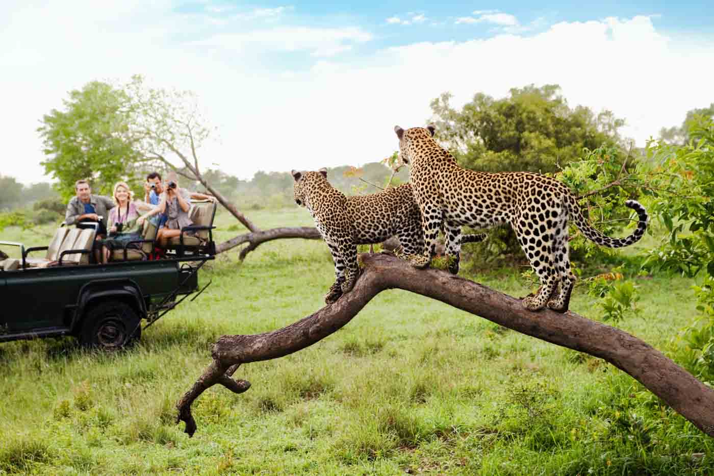 Safari