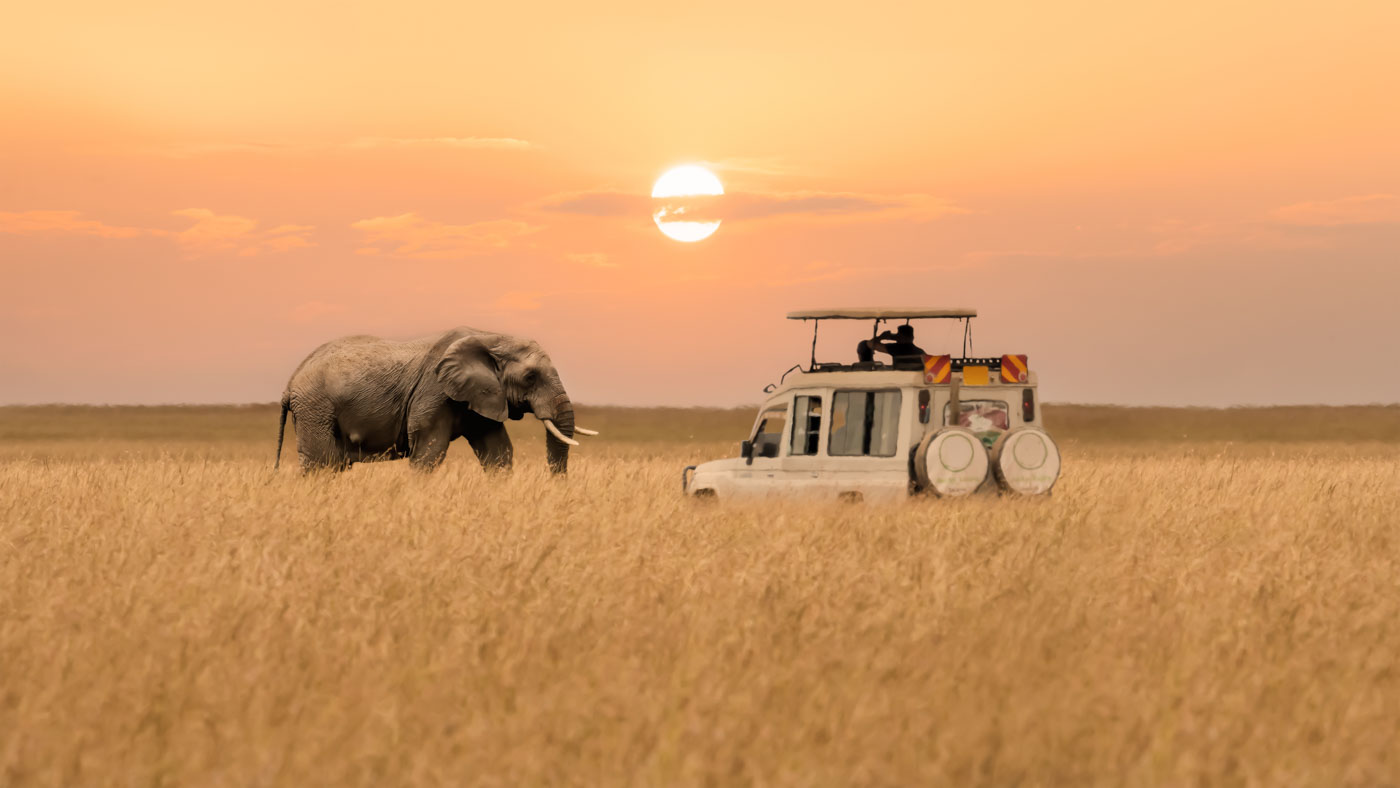 African Elephant Walking With Tourist Car Stop By Watching Durin