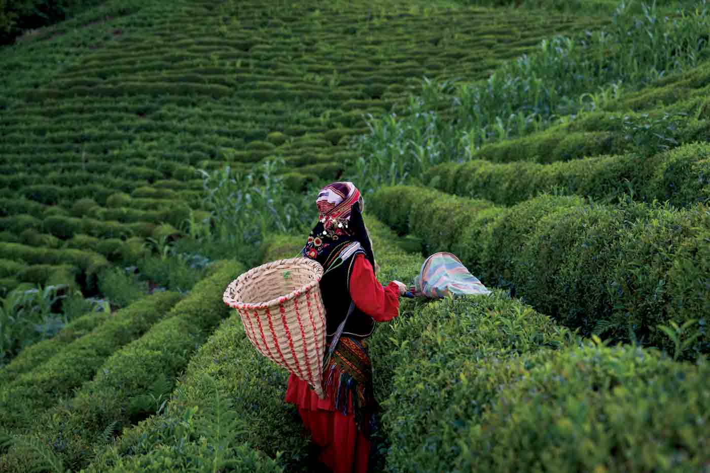 76 Tea Harvest 1